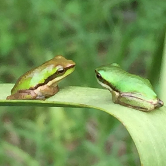 Green Tree frogs (Litoria caerulea) sitting on leave facing each other